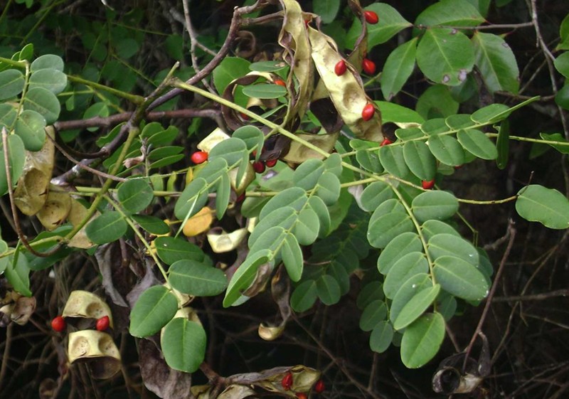 Adenanthera pavonina seed